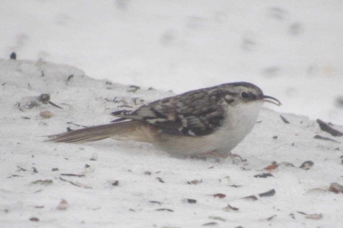 Brown Creeper - ML630705044