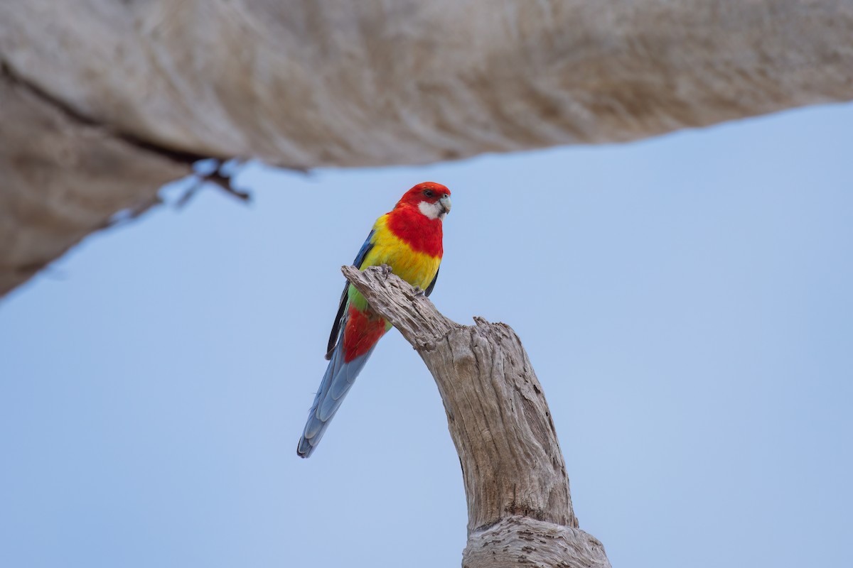 Eastern Rosella - ML630705055