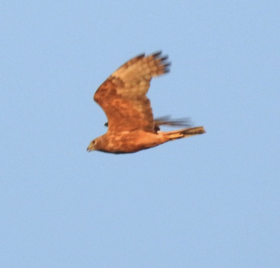 Swamp Harrier - ML630705287