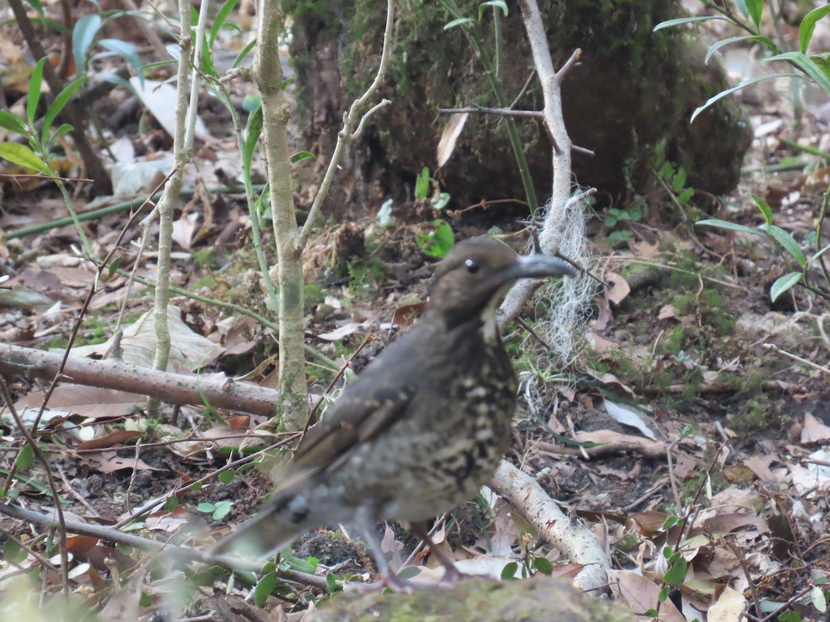 Long-billed Thrush - ML630705321