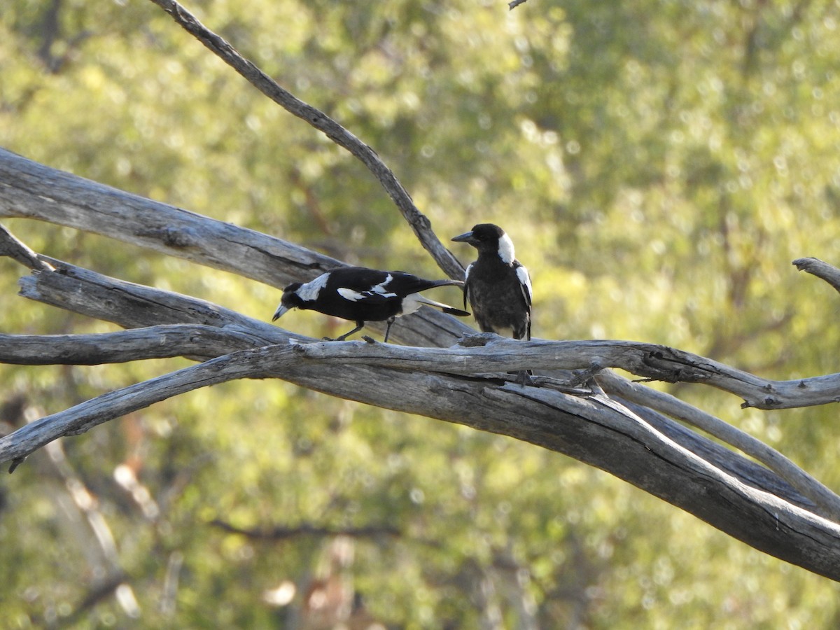 Australian Magpie - ML630705337