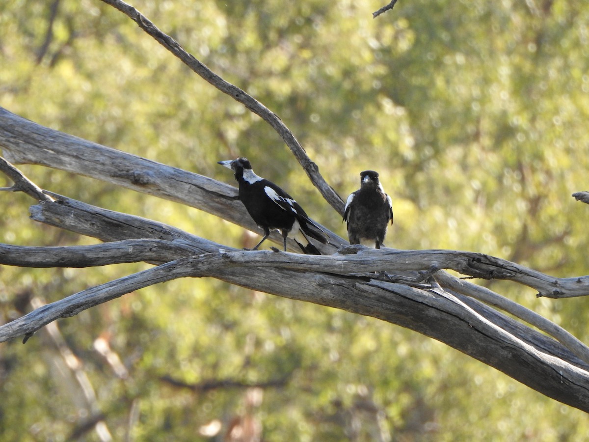 Australian Magpie - ML630705343