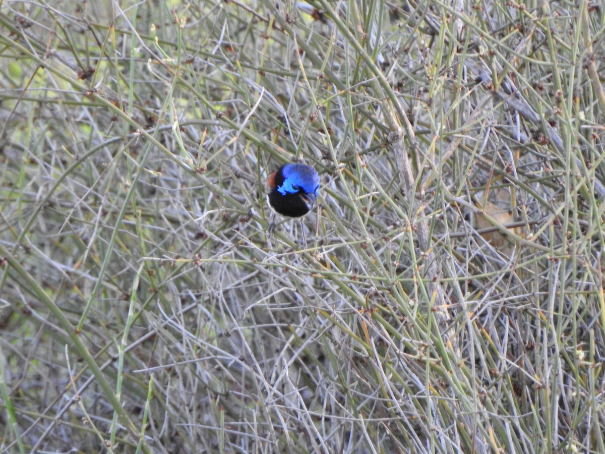 Purple-backed Fairywren - ML630705359
