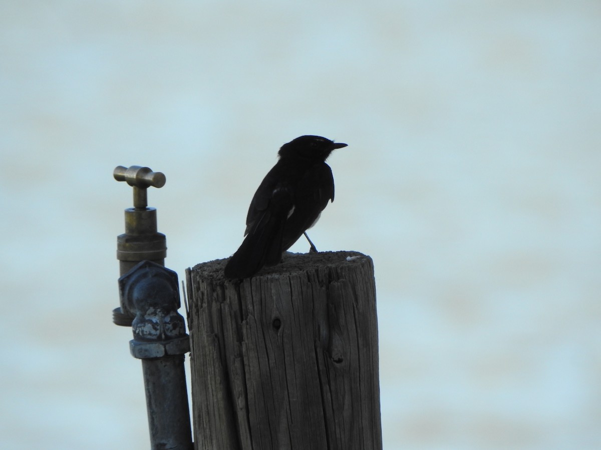 Willie-wagtail - ML630705360