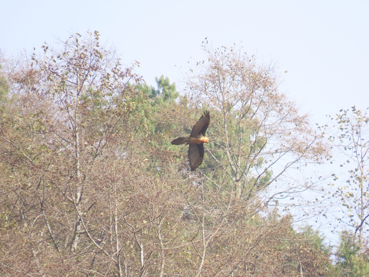 Bearded Vulture - ML630705374