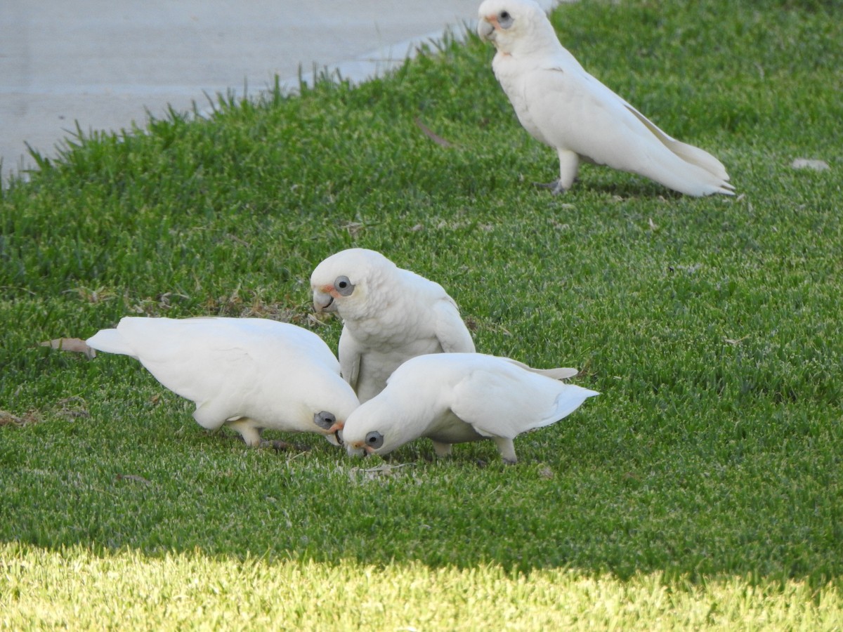 Little Corella - ML630705383