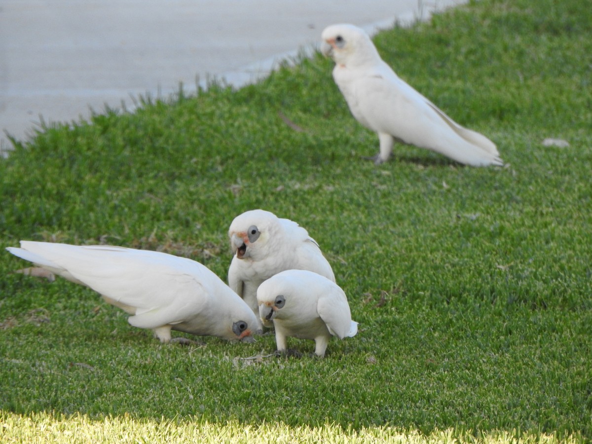 Little Corella - ML630705392