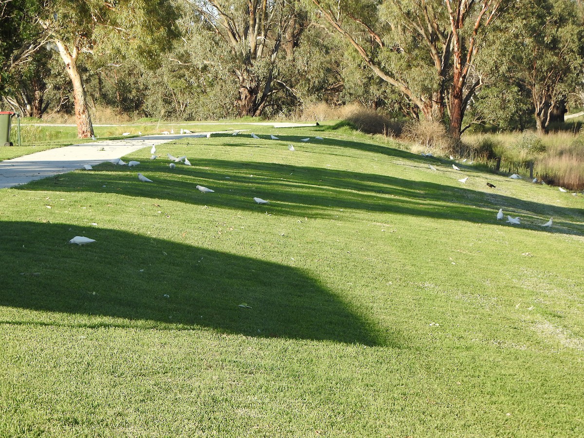 Little Corella - ML630705393