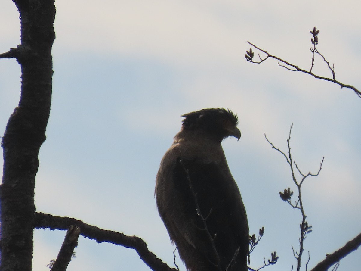 Crested Serpent-Eagle - ML630705394