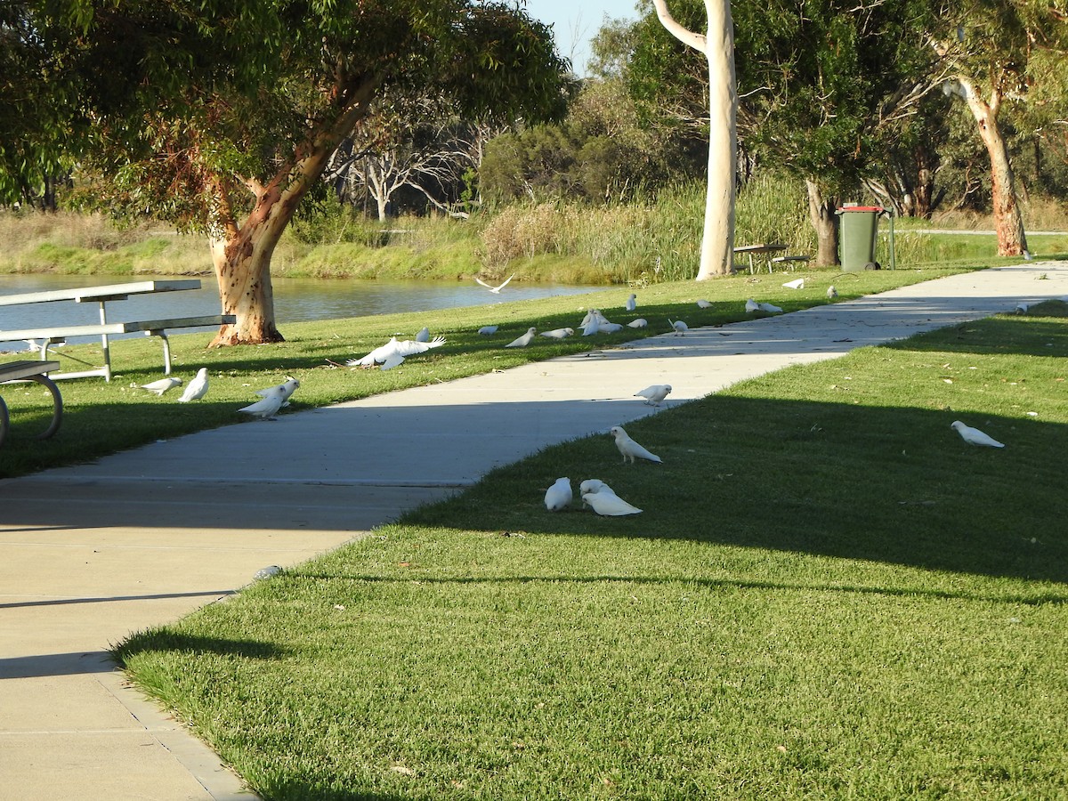 Little Corella - ML630705404