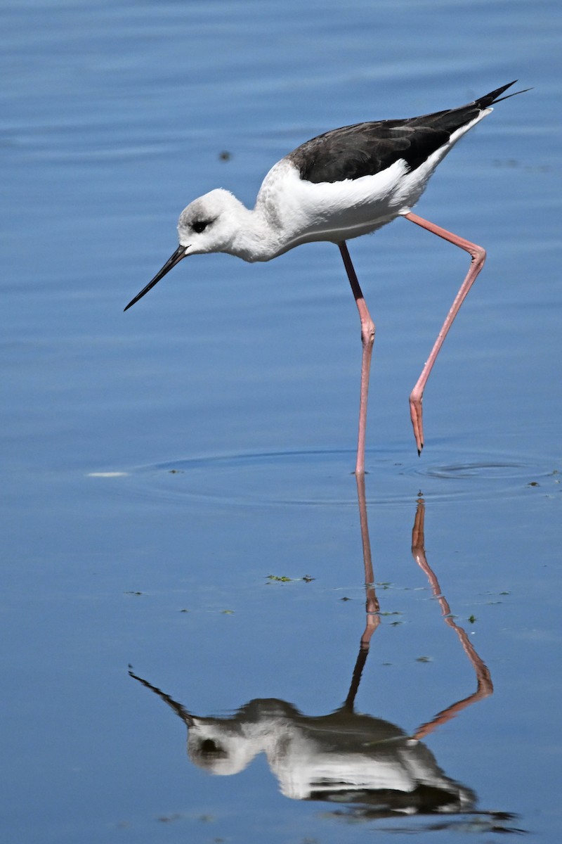Pied Stilt - Alfred & Hidi Lau