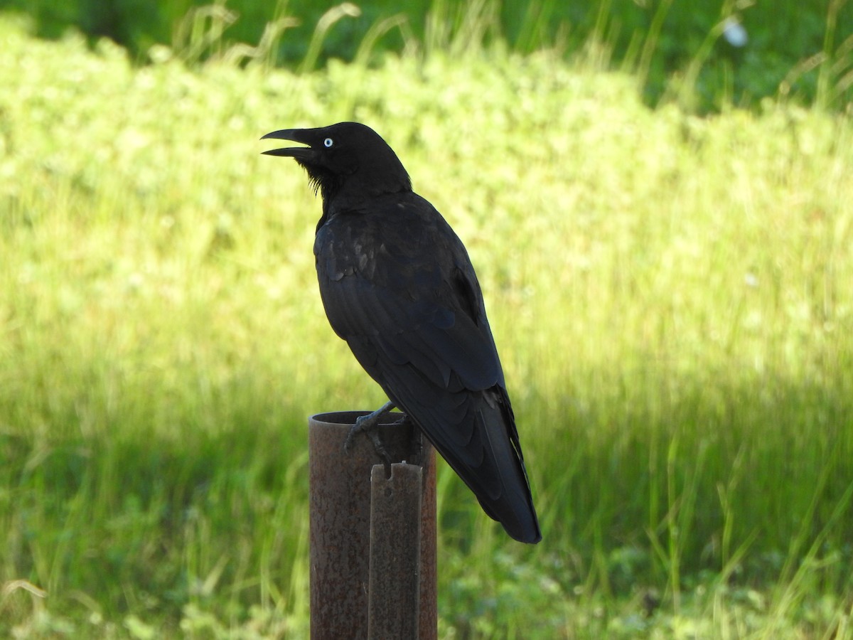 Little Raven - ML630705416