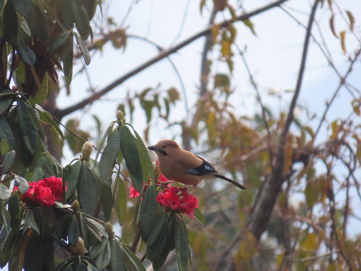 Eurasian Jay - ML630705421