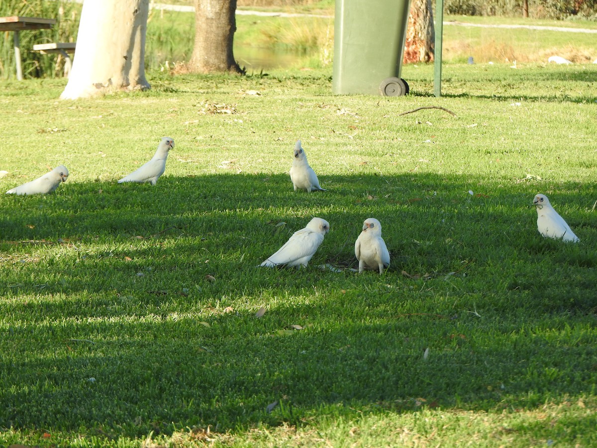 Little Corella - ML630705457