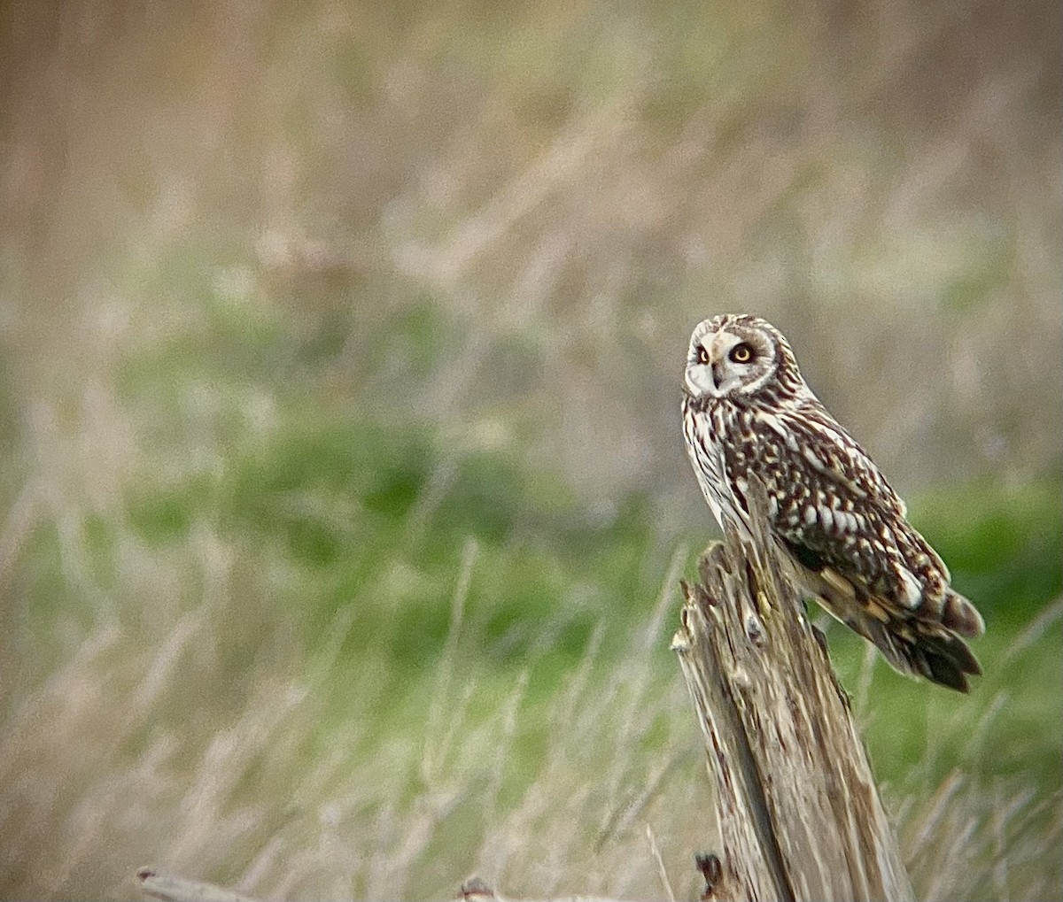 Hibou des marais - ML630705458