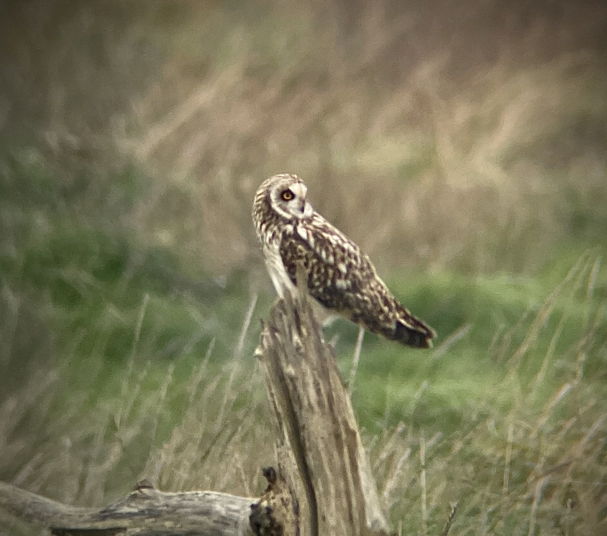 Hibou des marais - ML630705459