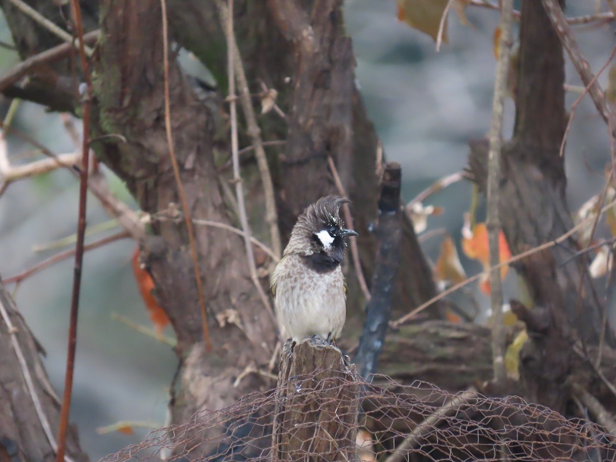 Himalayan Bulbul - ML630705462