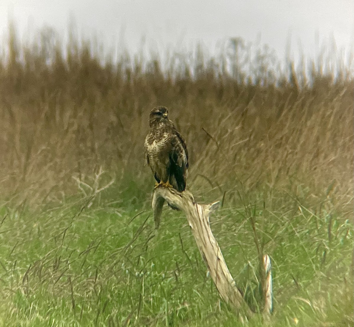 Buse variable - ML630705464