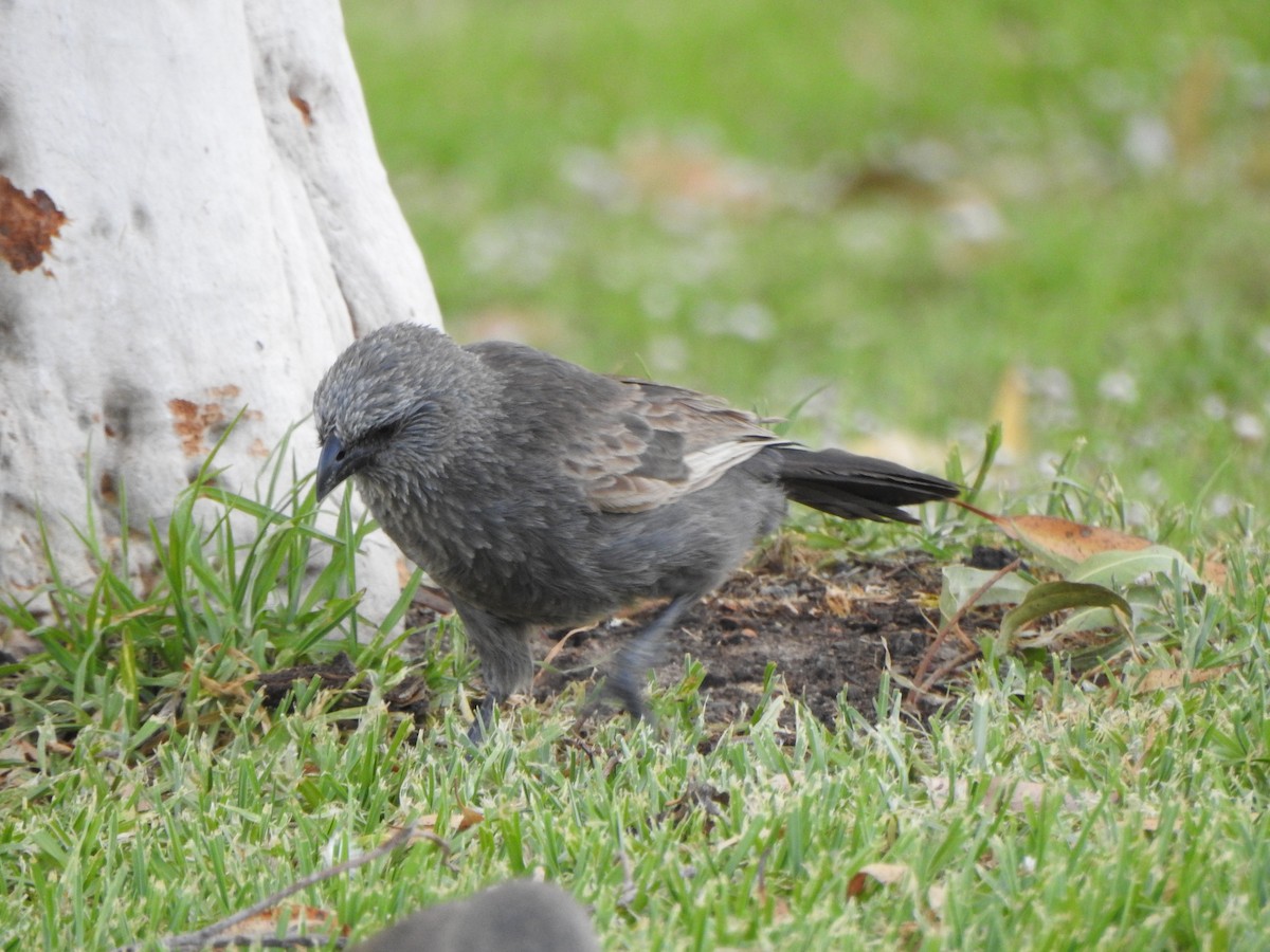 Apostlebird - ML630705468
