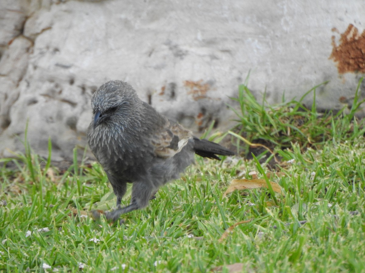 Apostlebird - ML630705477