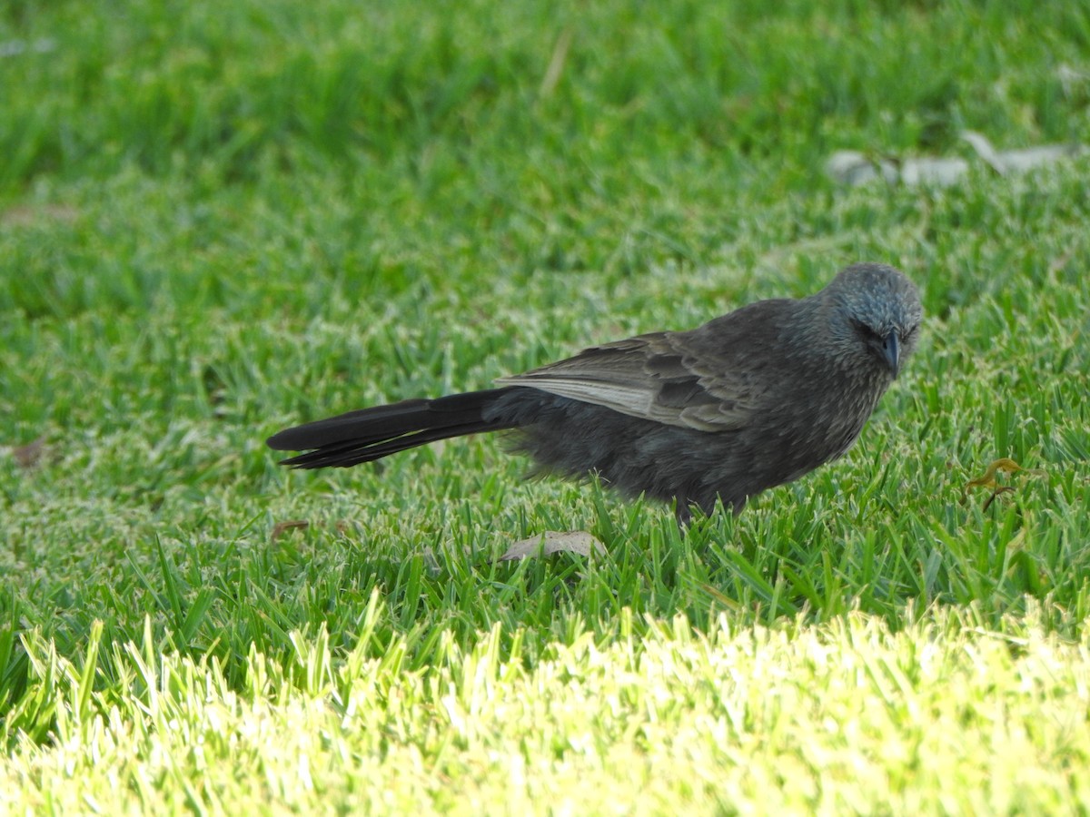 Apostlebird - ML630705484