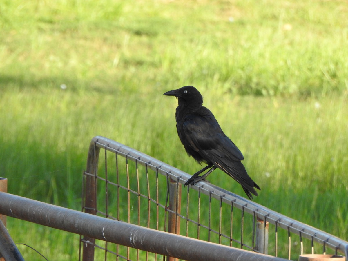 Little Raven - ML630705491