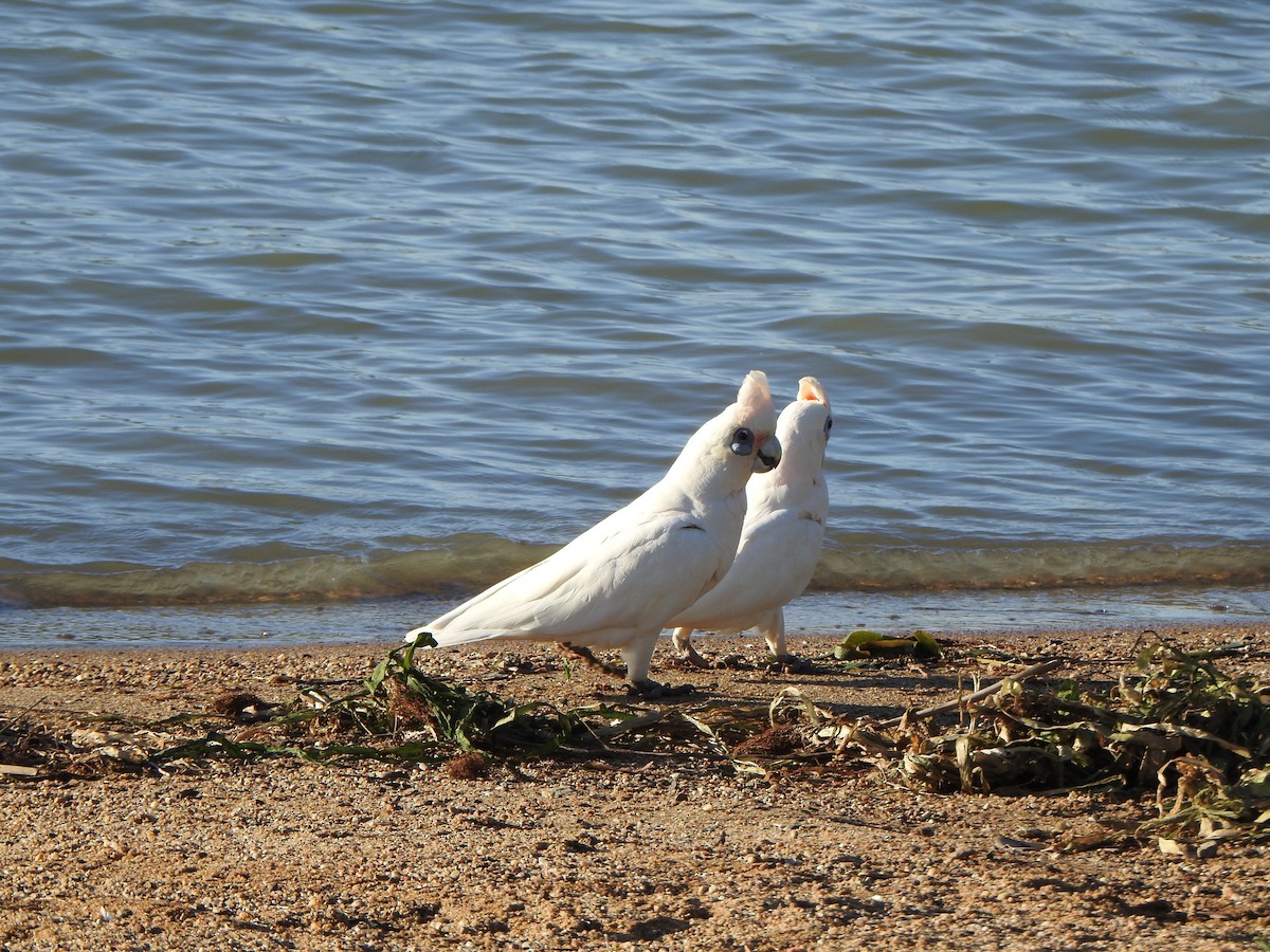 Little Corella - ML630705512
