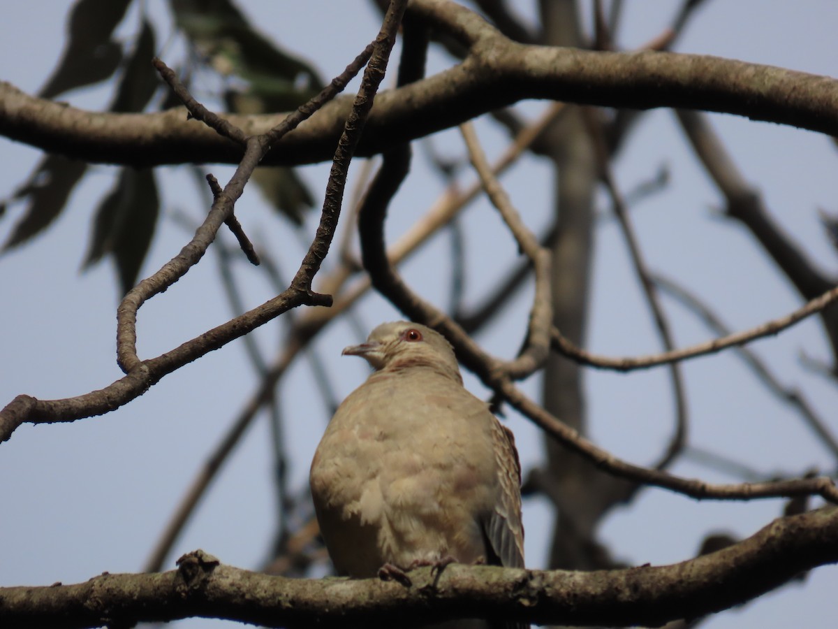 Oriental Turtle-Dove - ML630705513