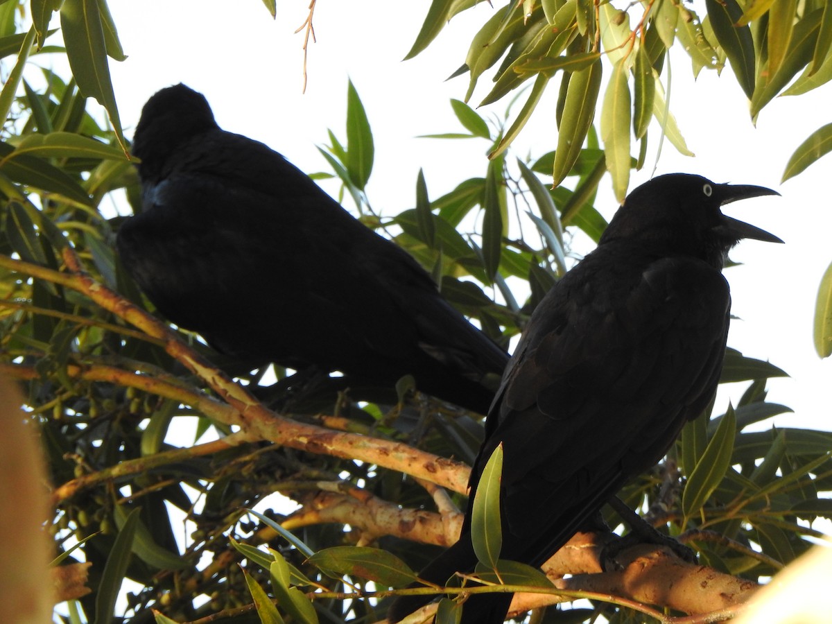 Little Raven - ML630705536