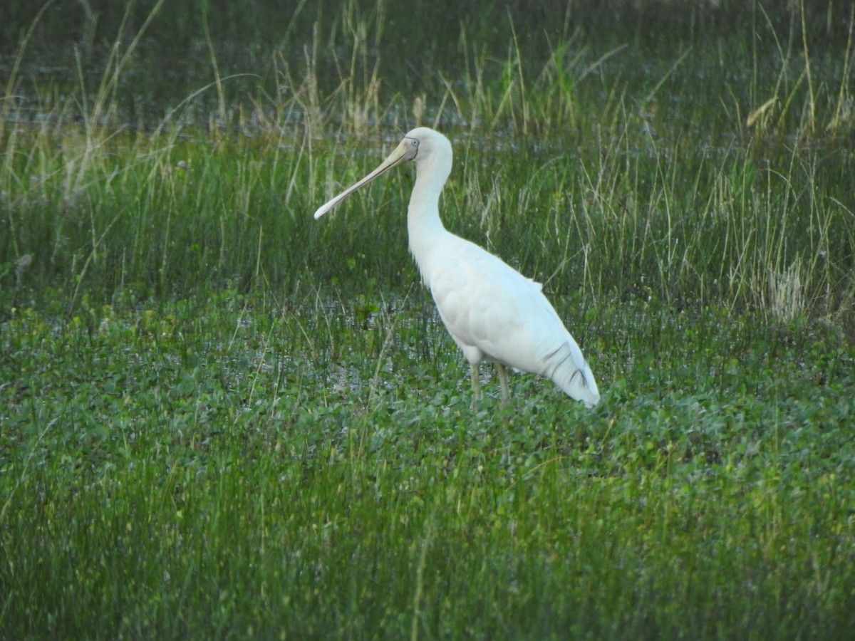 Yellow-billed Spoonbill - ML630705546