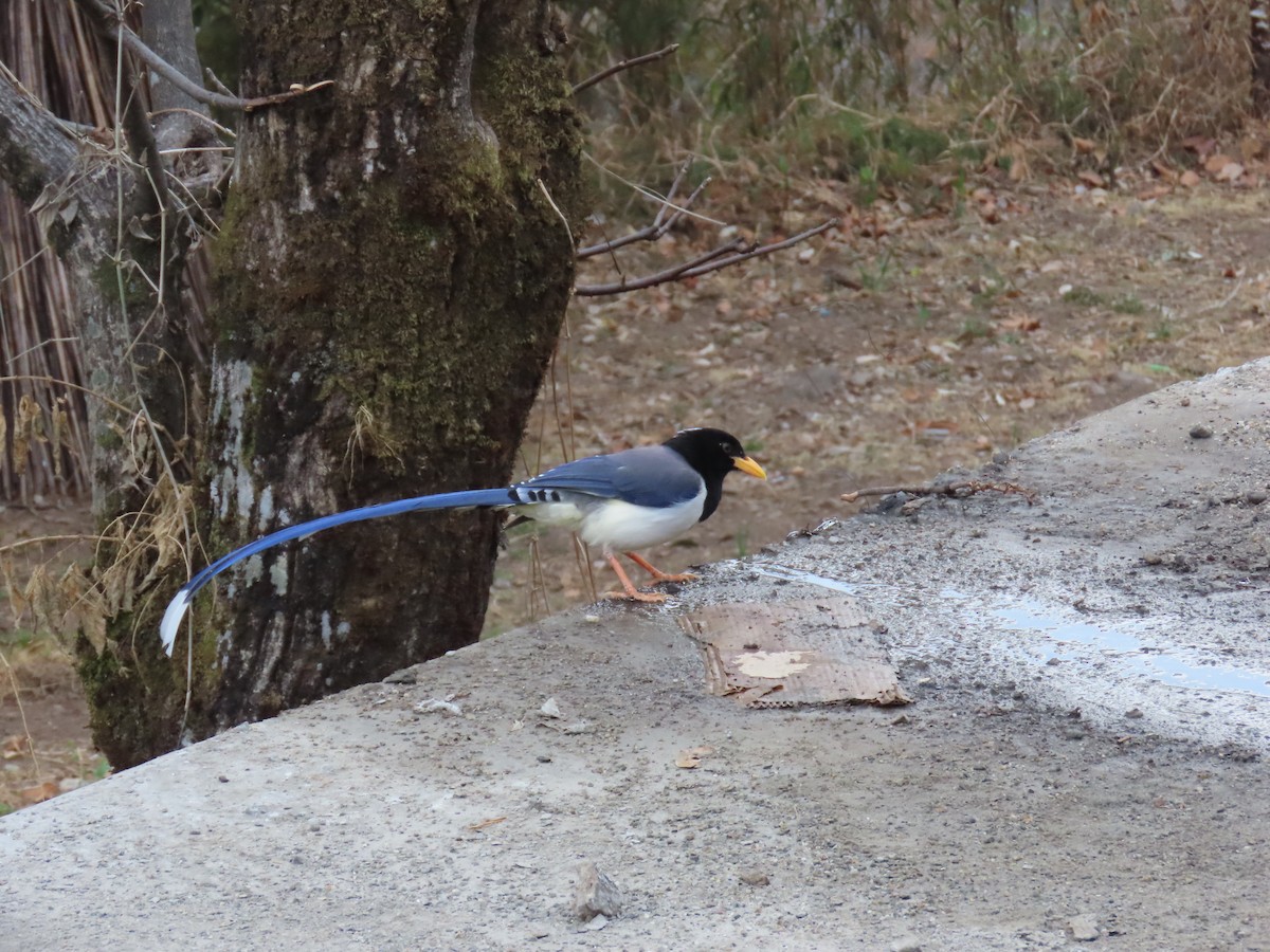 Yellow-billed Blue-Magpie - ML630705564