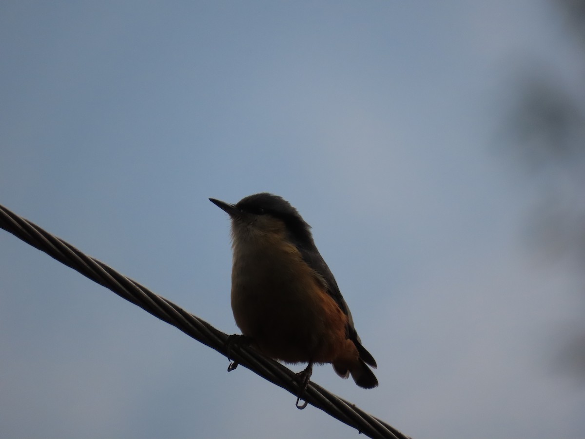 White-tailed Nuthatch - ML630705584
