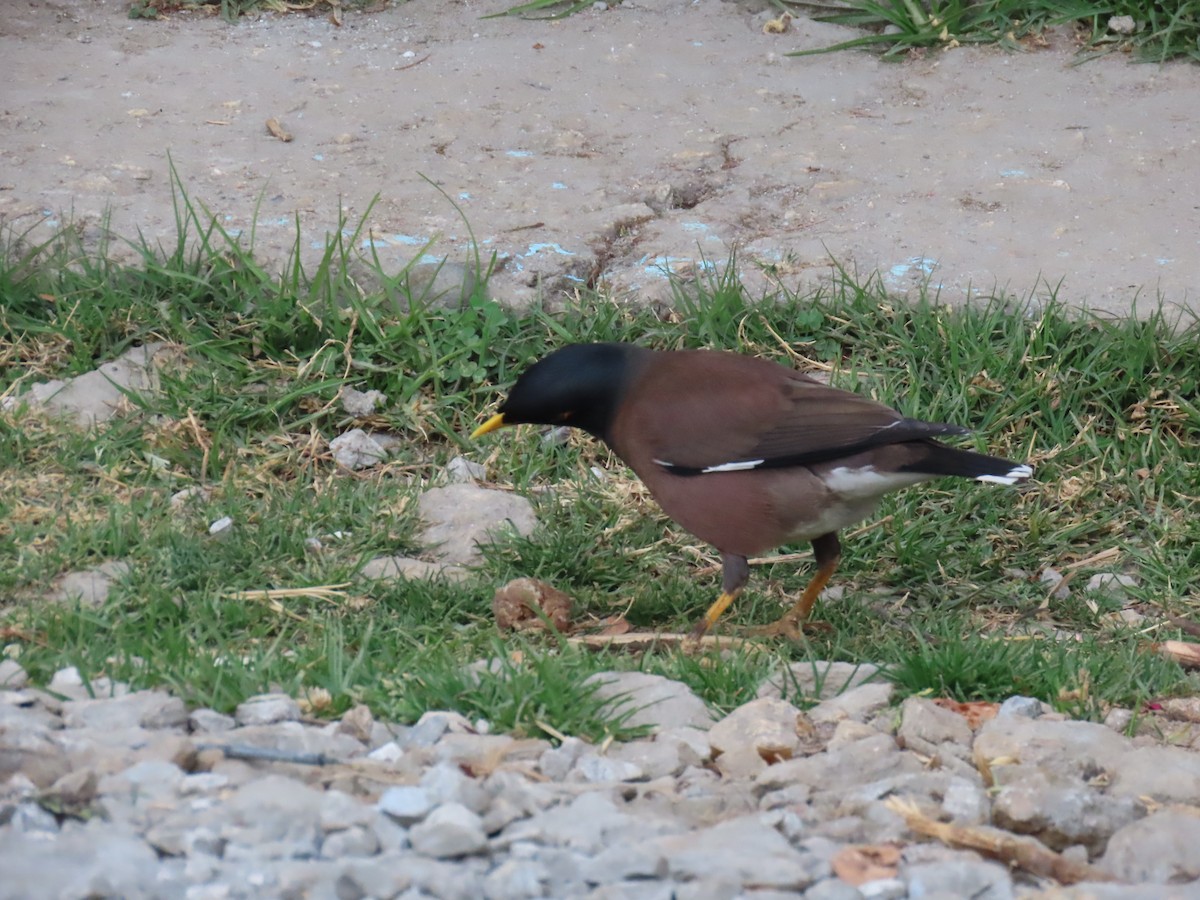 Common Myna - ML630705600