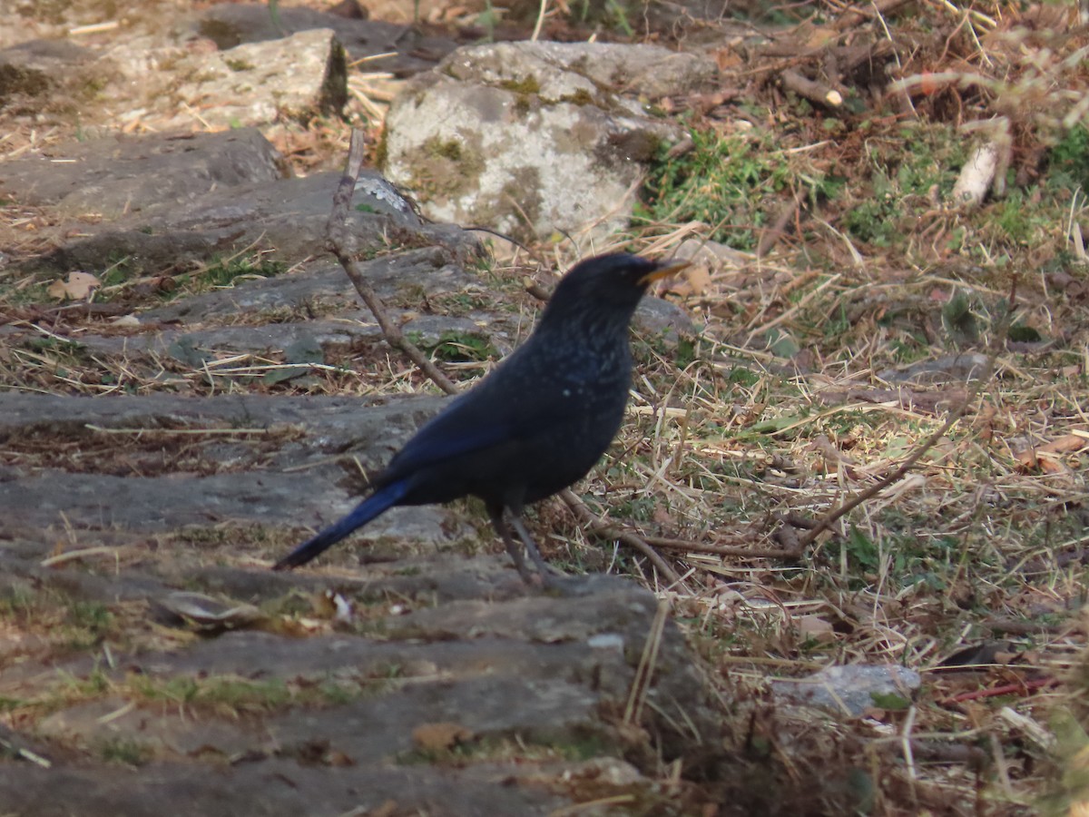 Blue Whistling-Thrush - ML630705620