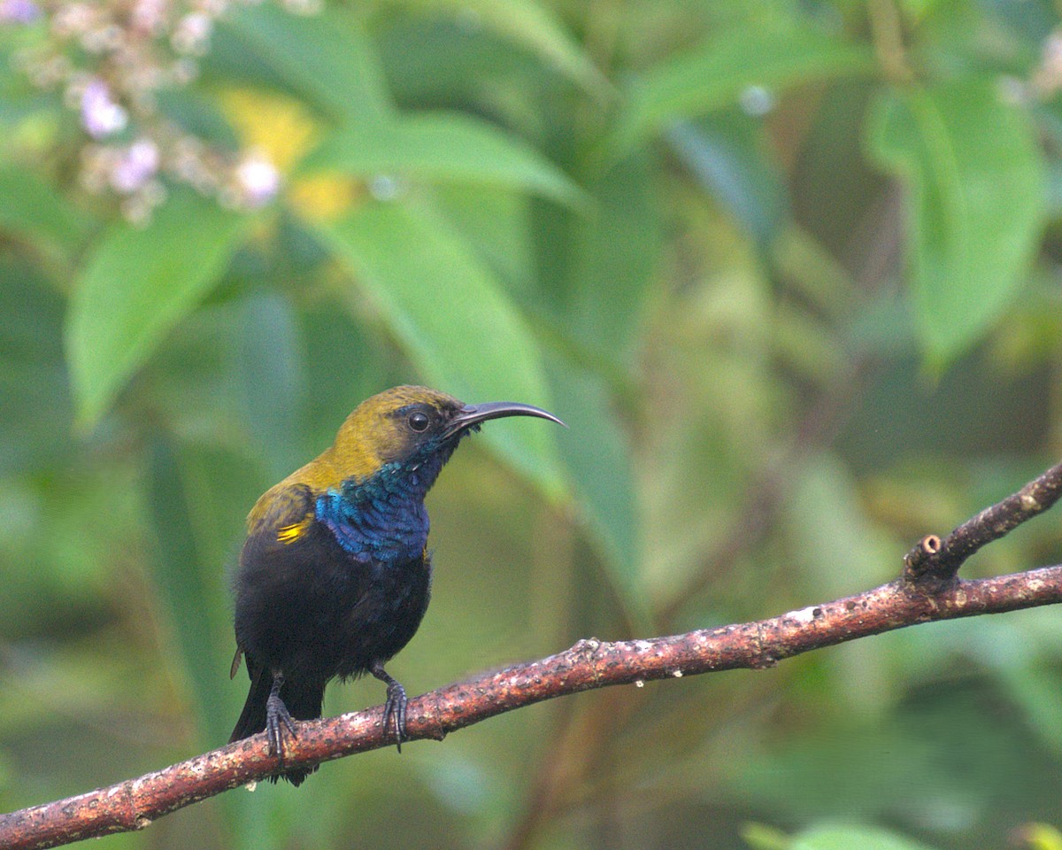 South Moluccan Sunbird - ML630705636