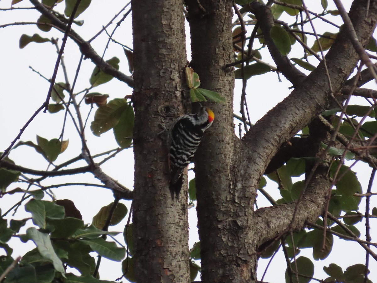 Brown-fronted Woodpecker - ML630705644
