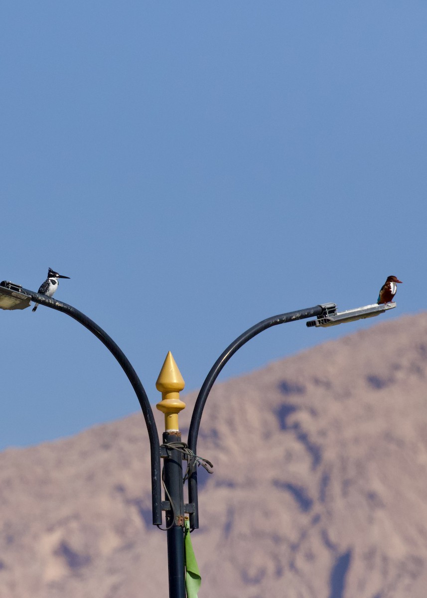 Pied Kingfisher - ML630705940