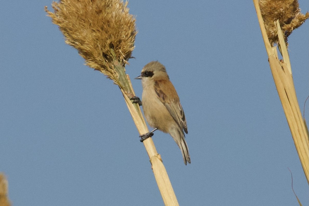 Eurasian Penduline-Tit - ML630705945