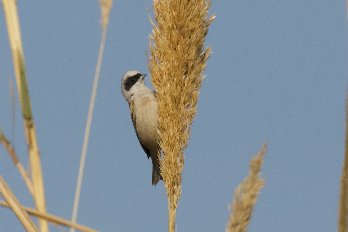 Eurasian Penduline-Tit - ML630705946