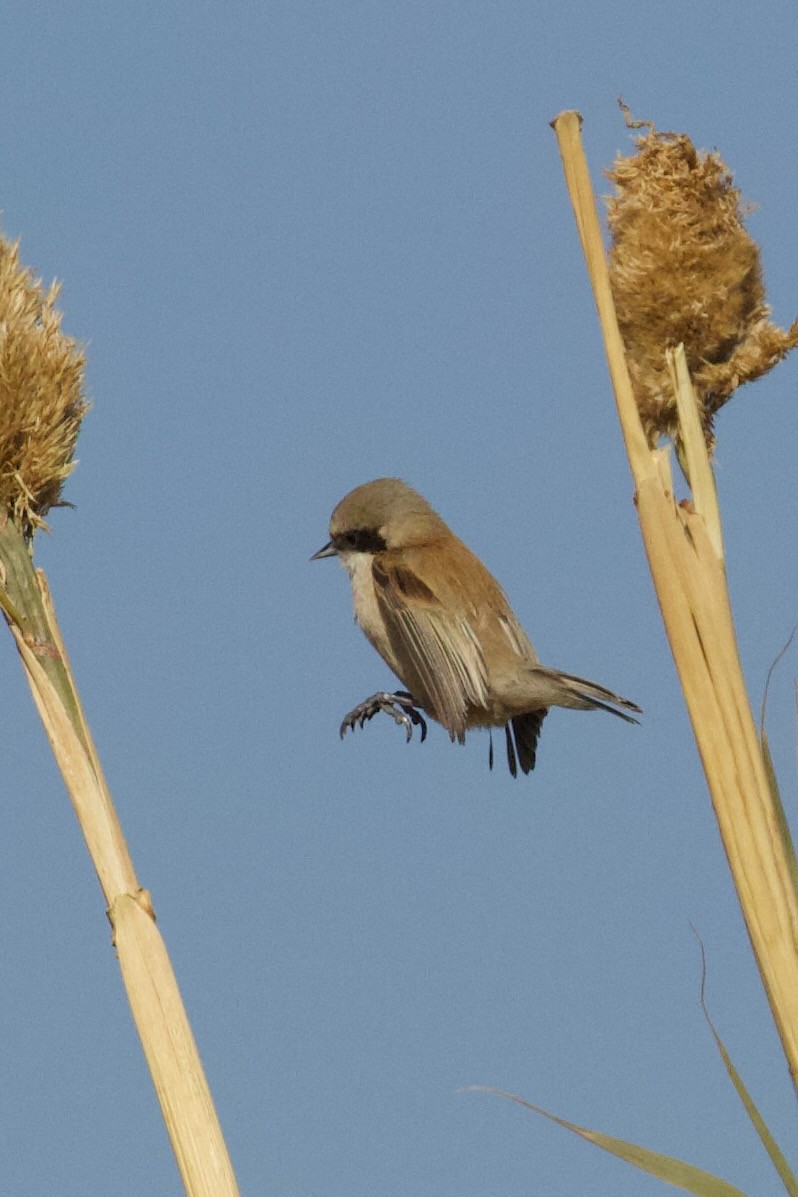 Eurasian Penduline-Tit - ML630705947