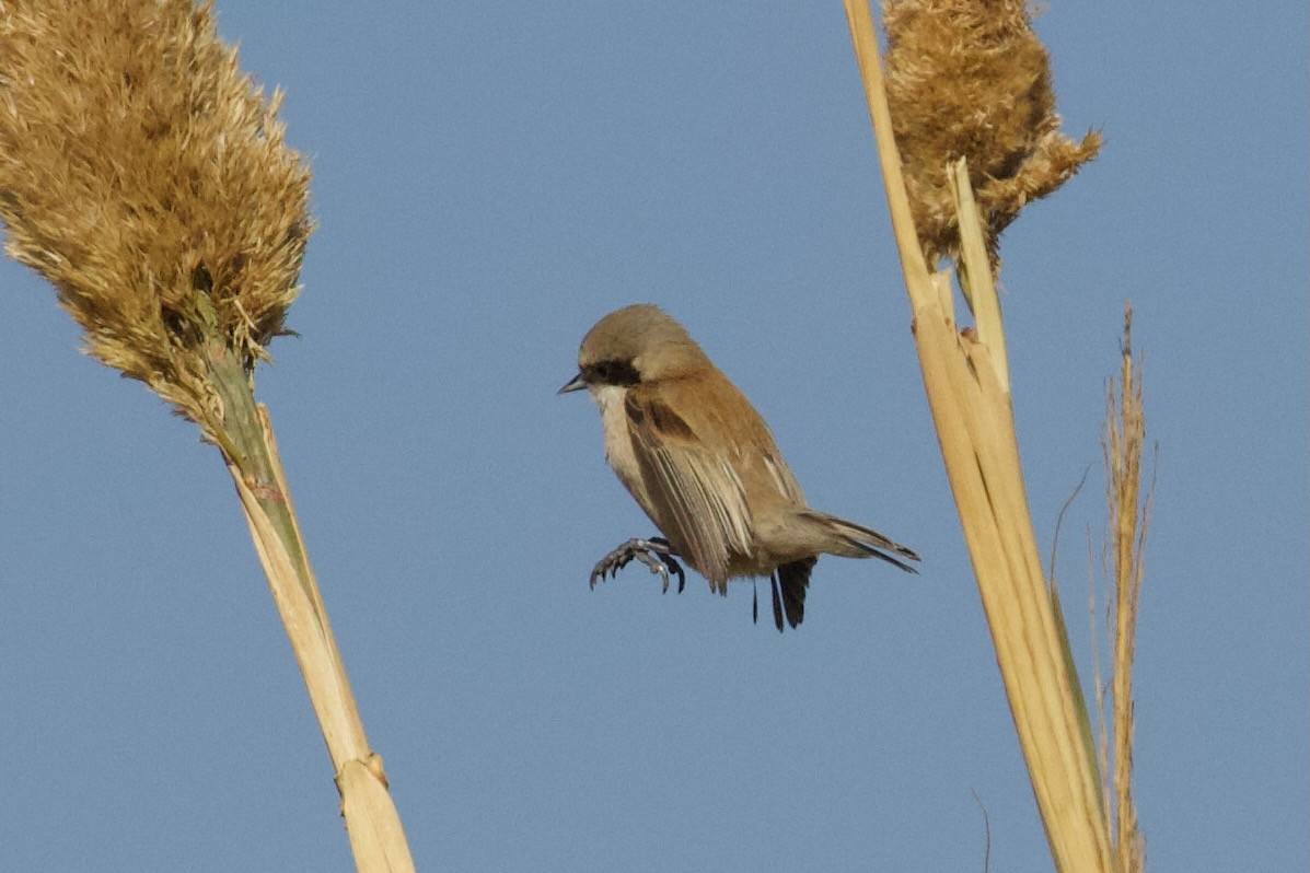 Eurasian Penduline-Tit - ML630705948