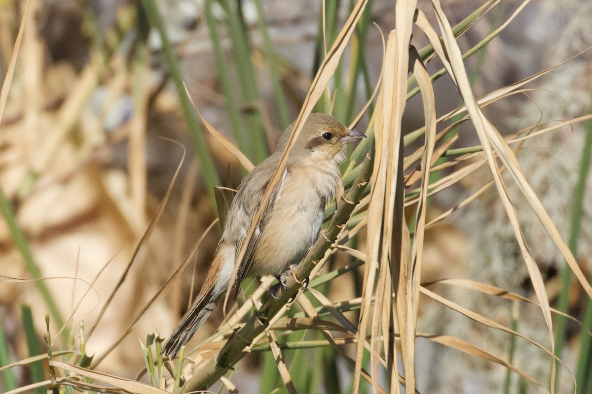 Isabelline Shrike - ML630705949