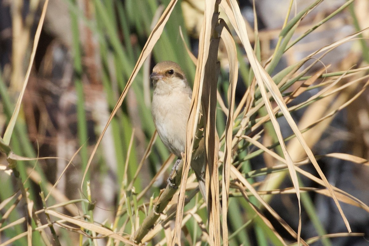 Isabelline Shrike - ML630705950