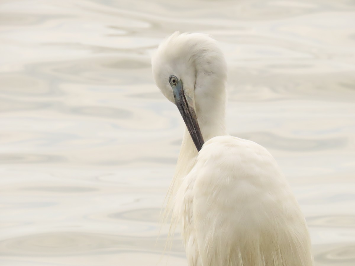 Little Egret - Andrew Rivinus