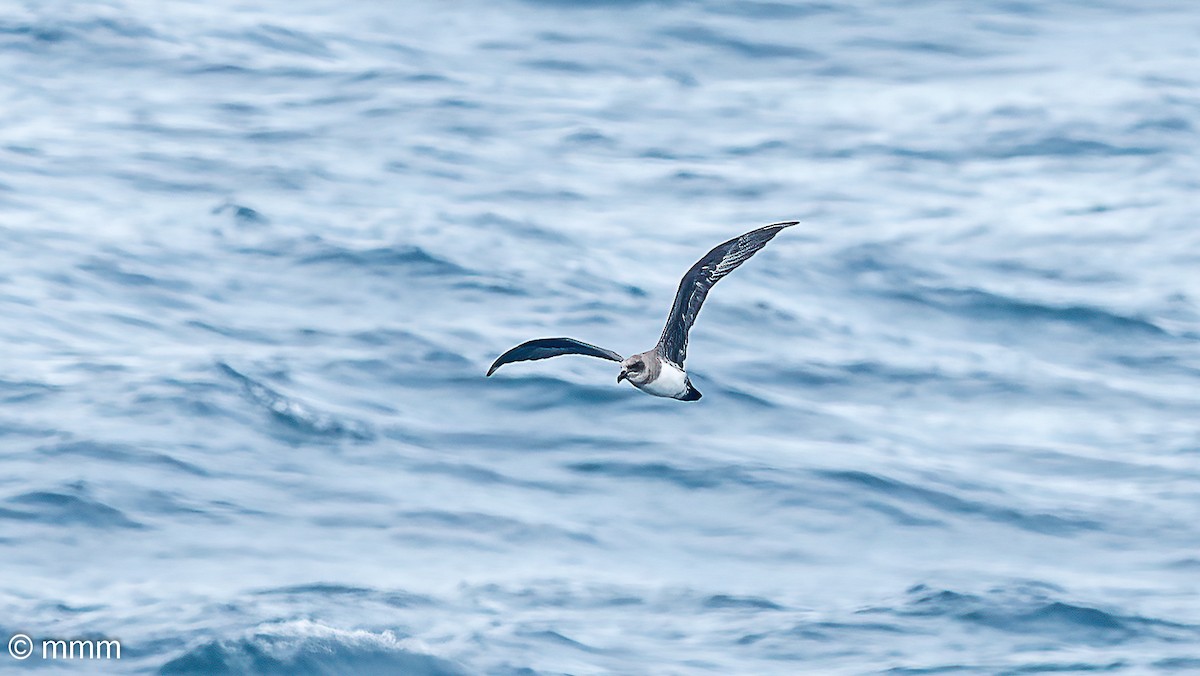 Atlantic Petrel - ML630706215