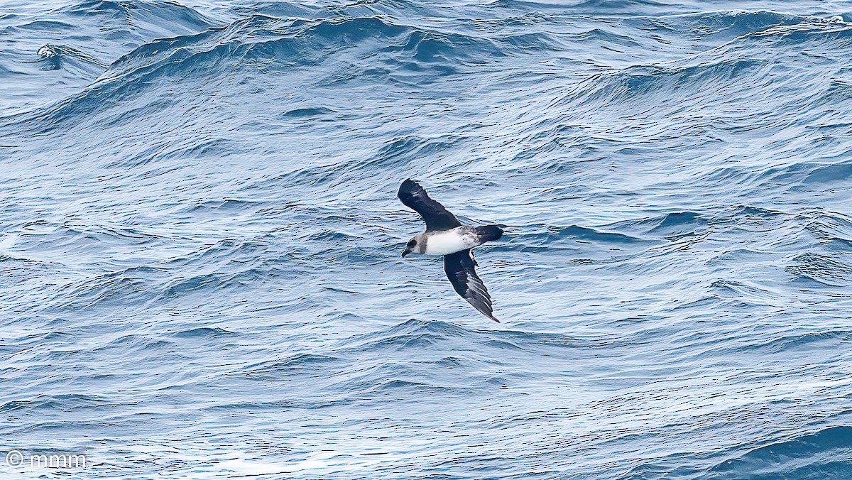 Atlantic Petrel - ML630706216