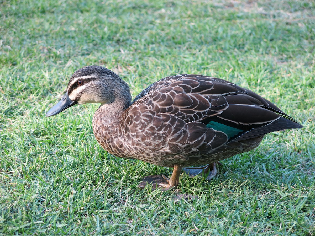 Pacific Black Duck - ML630706220