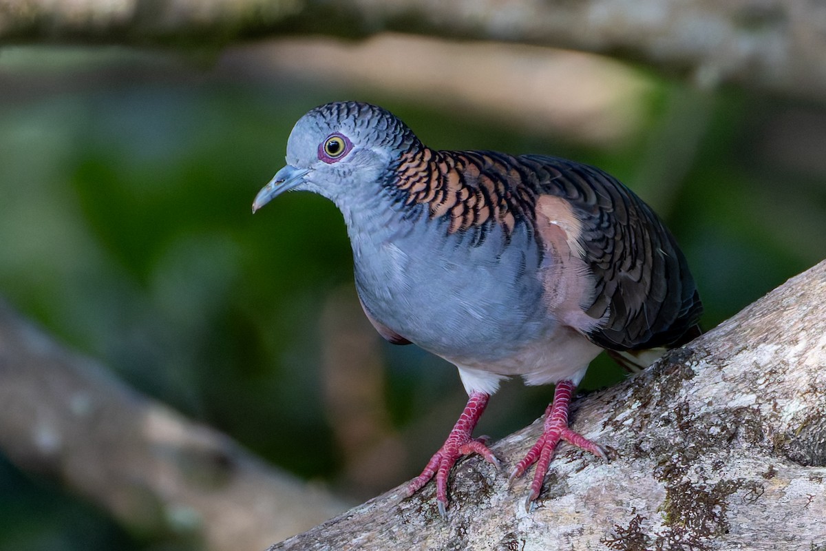 Bar-shouldered Dove - Steve Popple