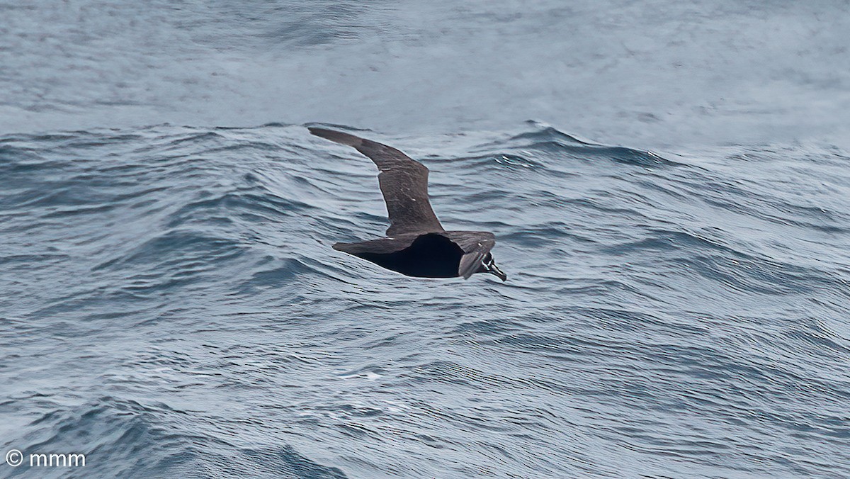 Spectacled Petrel - ML630706614