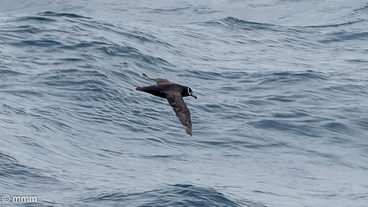 Spectacled Petrel - ML630706615